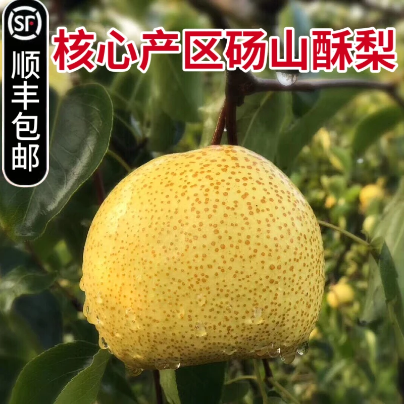 【顺丰包邮】正宗砀山酥梨9斤梨子甜多汁皮薄雪梨5斤当季水果全母梨