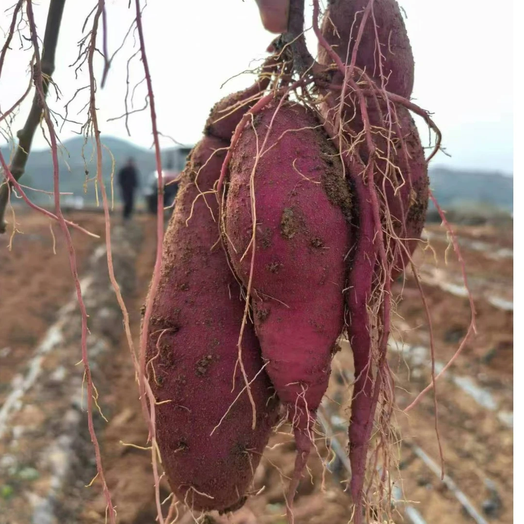 《顺丰 包邮》原生态 红瑶蜜薯  榴莲蜜薯（中果3两~8两）