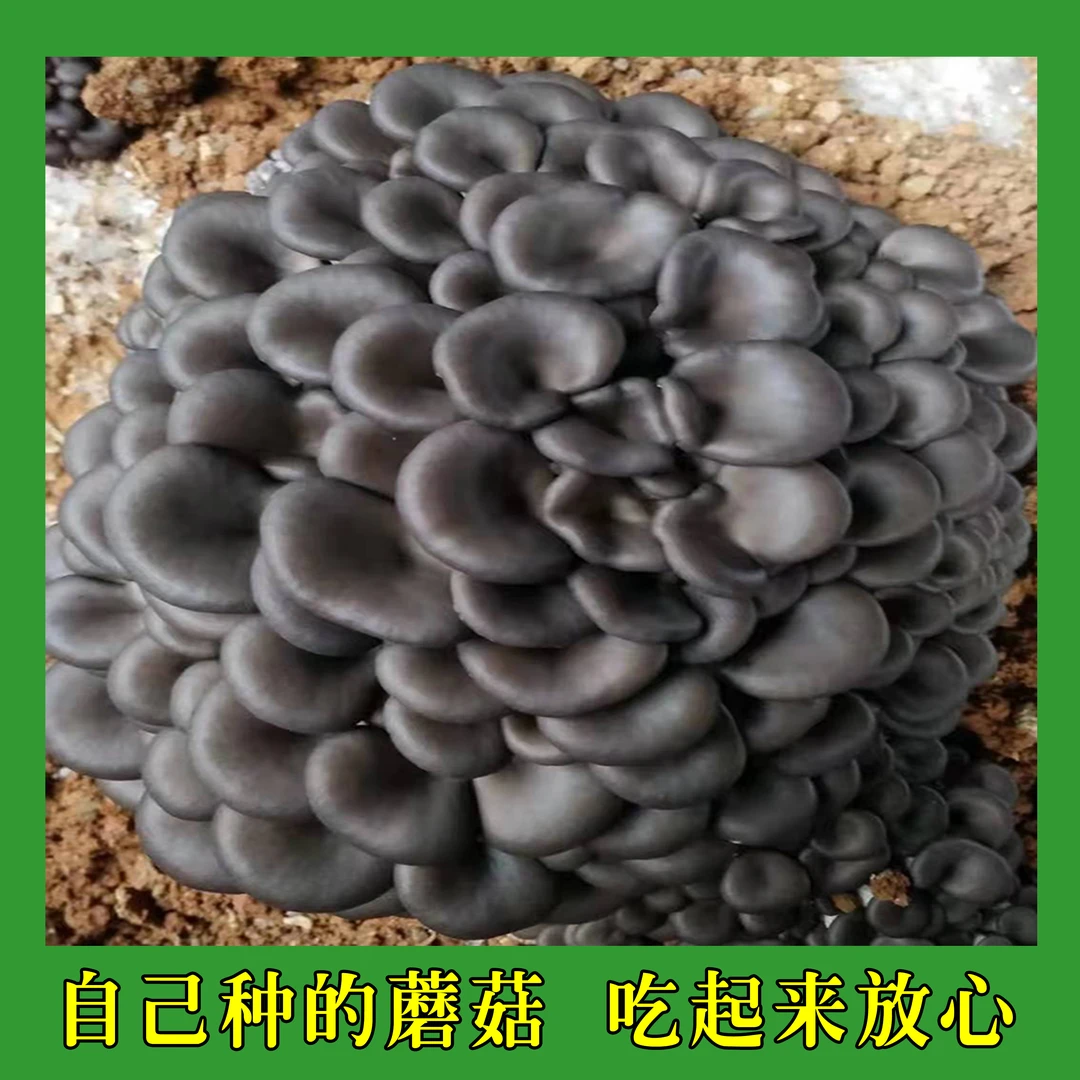 玉米芯稻草专用平菇家种灰平菇红平菇黄平菇家庭阳台椴木平菇菌种