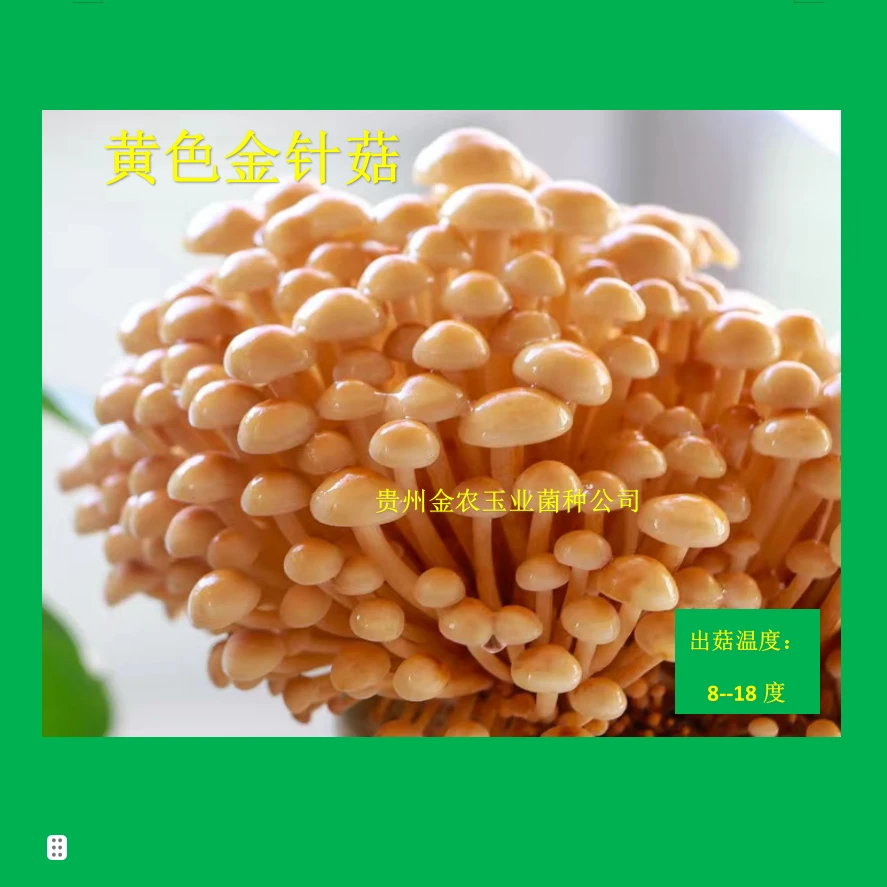 家庭种植金针菇阳台食用菌种菌包蘑菇菌种儿童种植食用菌菌包盆栽