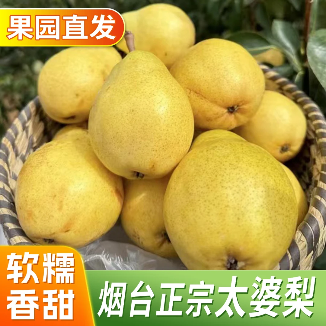 山东烟台太婆梨软糯香甜老婆梨啤梨大头梨产地直发1-4.5斤