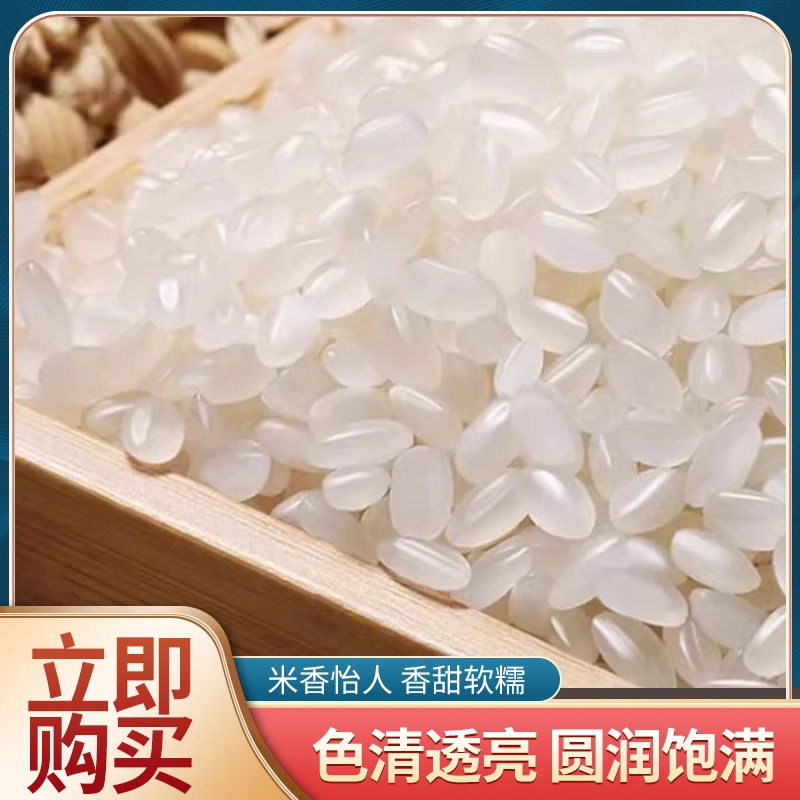 东北黑土地圆粒大米香甜软糯水果珍珠米