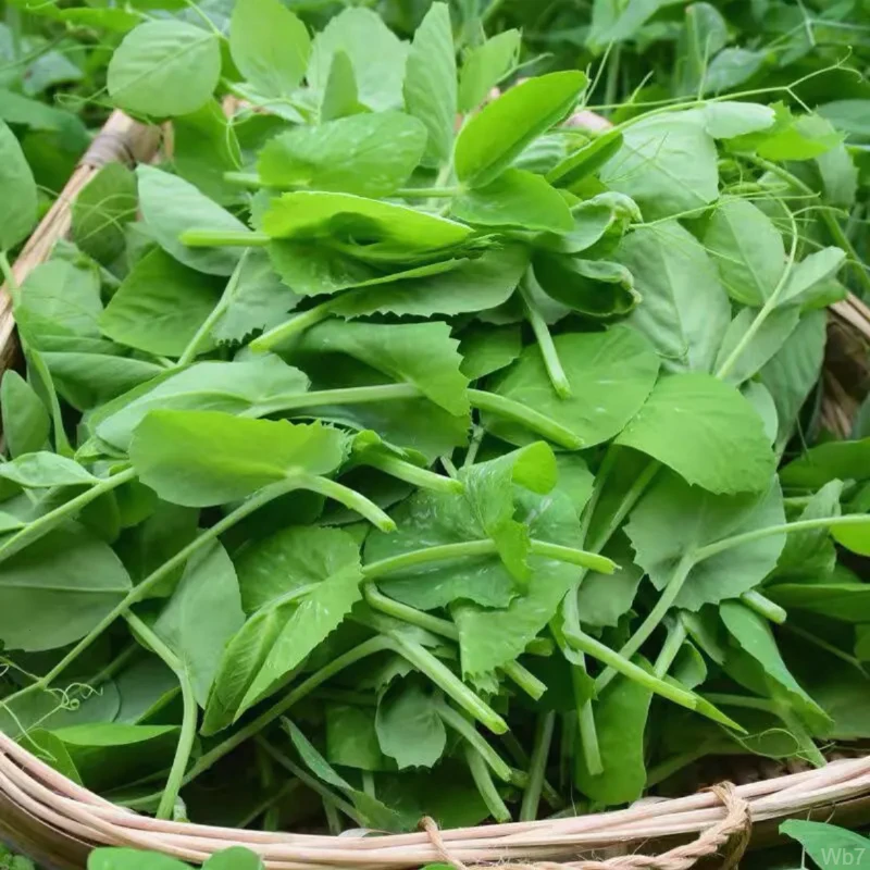 四川豌豆尖新鲜蔬菜嫩芽现摘现发