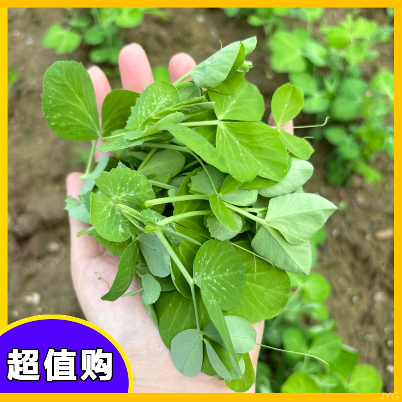 四川豌豆尖新鲜蔬菜嫩芽现摘现发