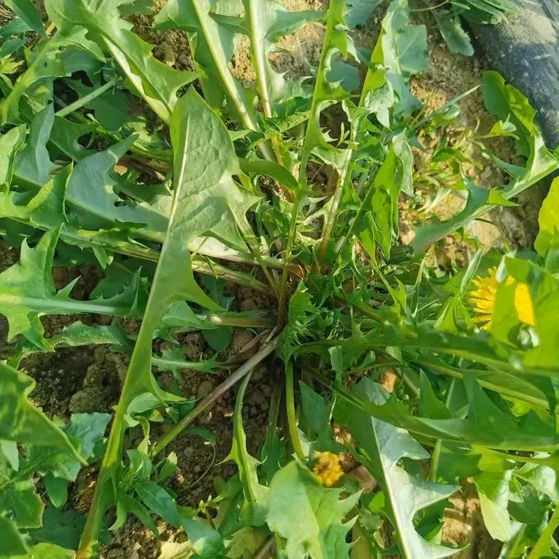 新鲜蒲公英1-4斤现挖婆婆丁鲜嫩爽口凉拌生吃蘸酱菜带根