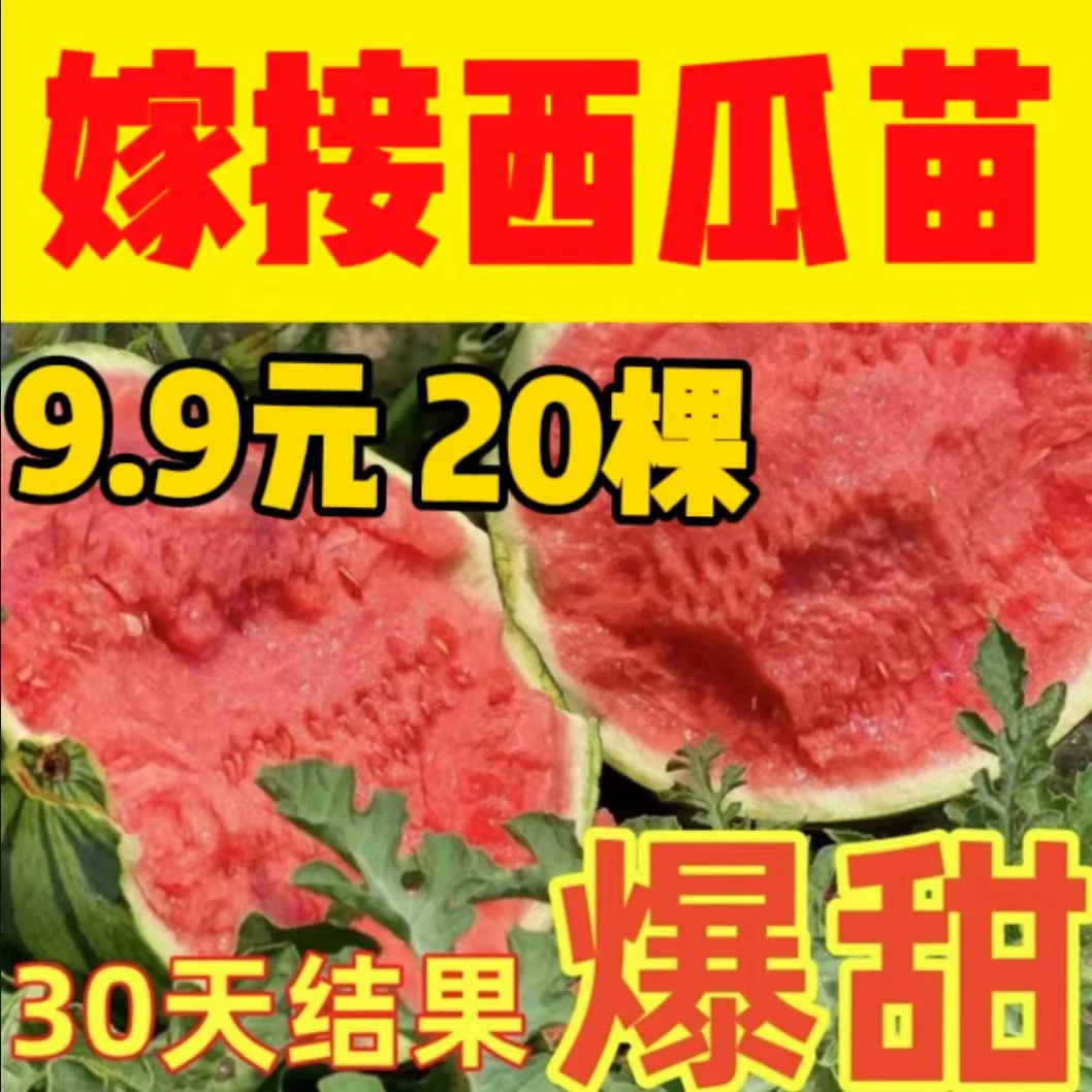 （买10颗送10颗）嫁接8424西瓜苗带土幼苗无籽苗美都懒汉麒麟西瓜苗