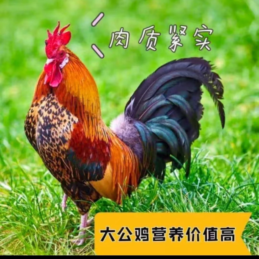 农家散养一年以上草公鸡新鲜现挑现杀