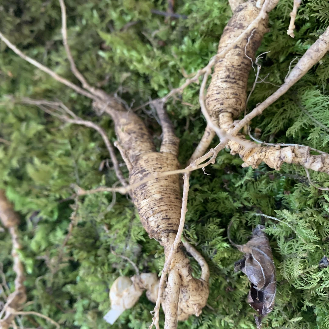 【老韩专用链接】鲜林下籽货15-17年50g