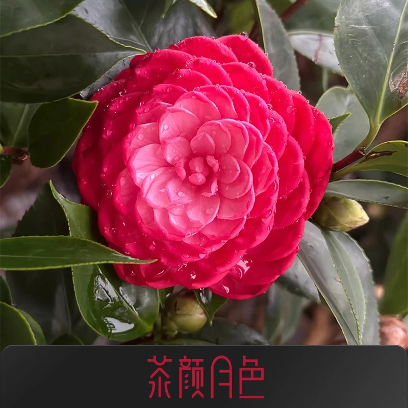 6角大红茶花带花苞发 红赤丹茶花