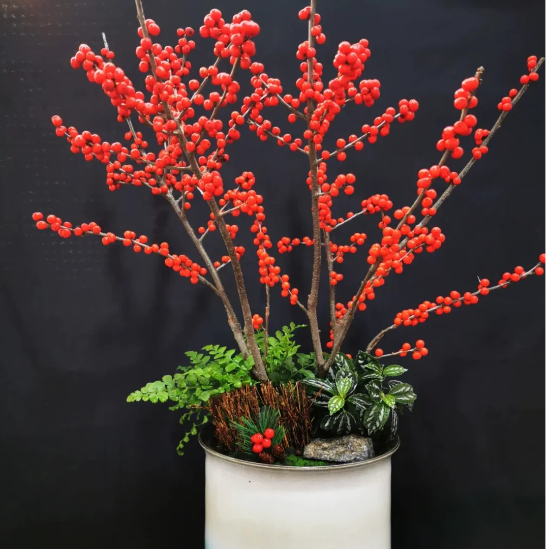 北美冬青盆栽树苗冬红果年宵花卉室内外耐寒植物老桩带果红豆地栽