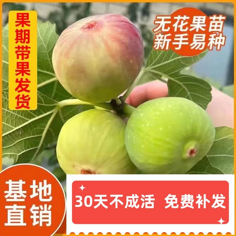 珍果嫂中华紫果无花果庭院阳台种植四季挂果正宗高产耐寒耐旱品种