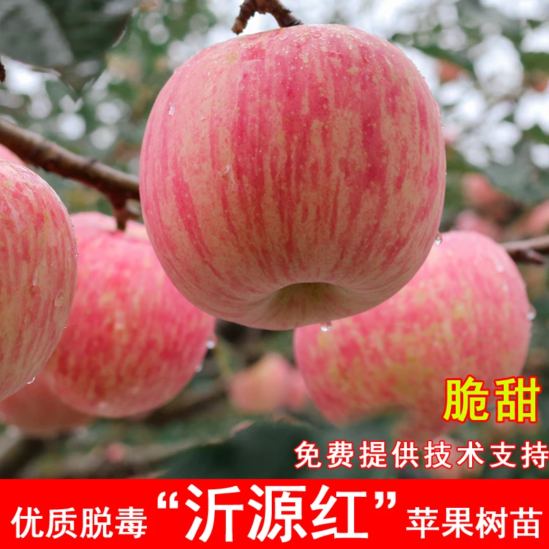 沂源红苹果树苗嫁接红富士苹果苗南北方庭院种植盆栽地栽当年结果