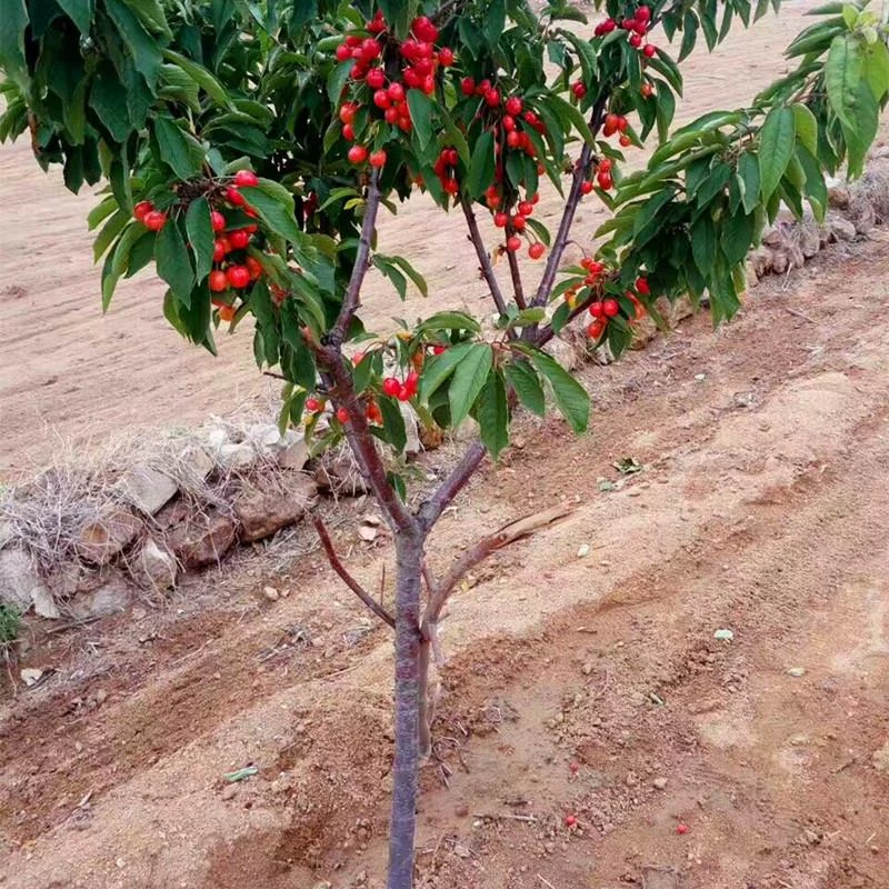 樱桃树苗车厘子大樱桃苗盆栽地栽当年结果南方北方种植嫁接果树苗
