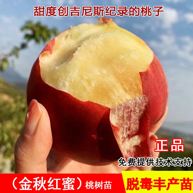 嫁接金秋红蜜桃树苗特大晚熟脆甜冬桃苗北南方种植当年结果果树苗