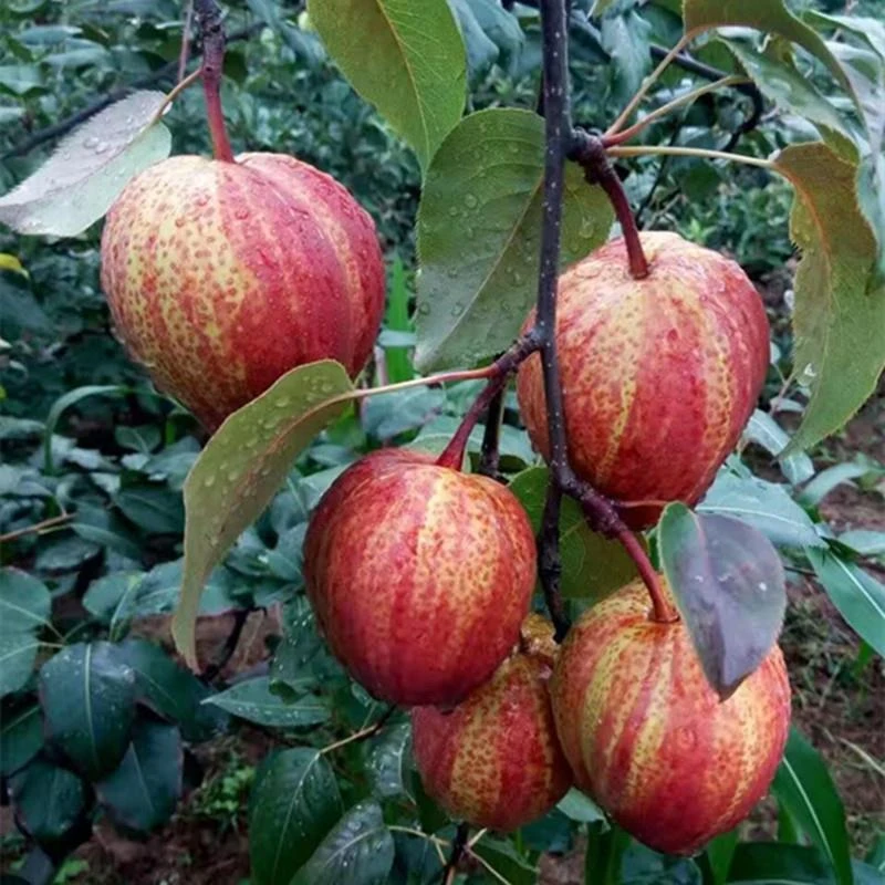秋月梨树苗特大嫁接果苗阳台盆栽果树活苗地栽南北方种植当年结果