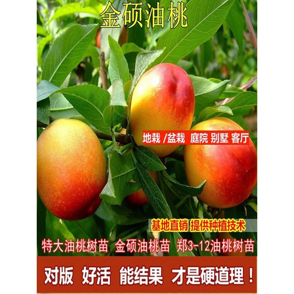 特大油桃树苗 金硕油桃苗 郑3-12油桃树苗当年结果树南方北方种植