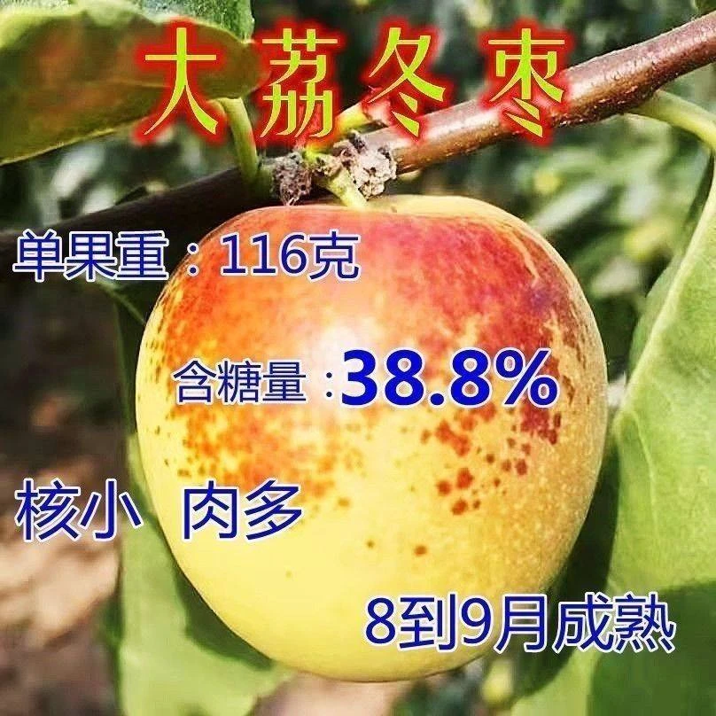 买一送一特大嫁接大荔冬枣树苗南北方种植地栽盆栽果树苗当年结果