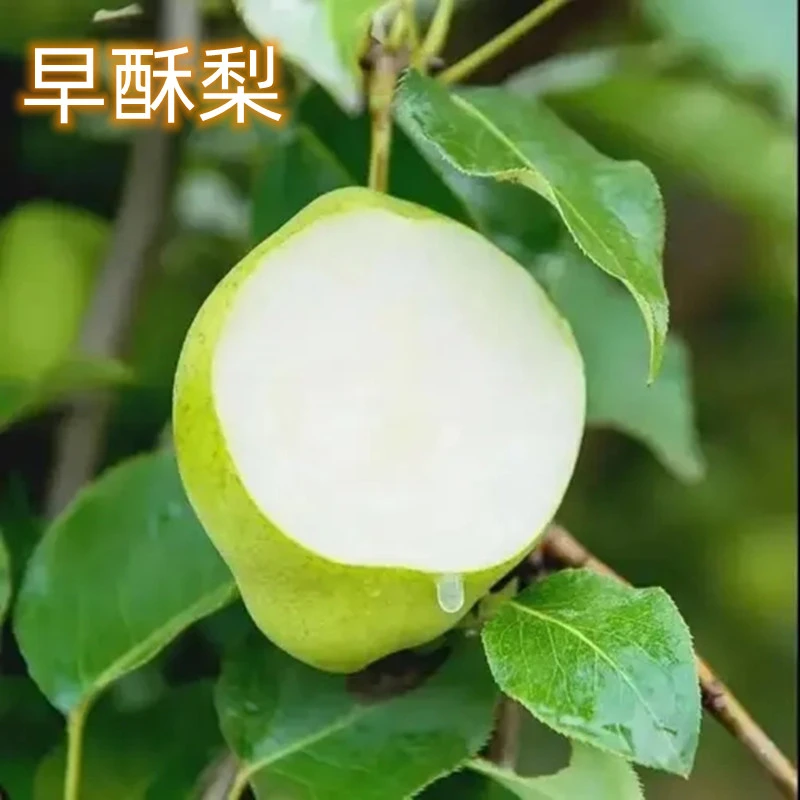 早酥梨苗南北方庭院地栽种植特大梨树果苗盆栽嫁接活苗当年结果