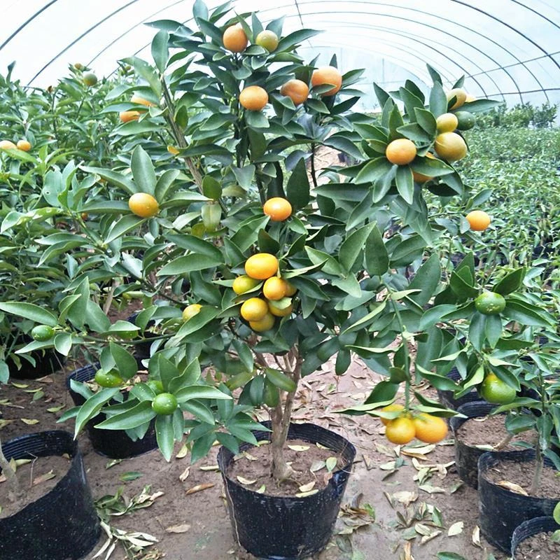 脆皮金桔橙果盆栽苗虹越柑桔庭院阳台四季种植多次挂果水果树苗