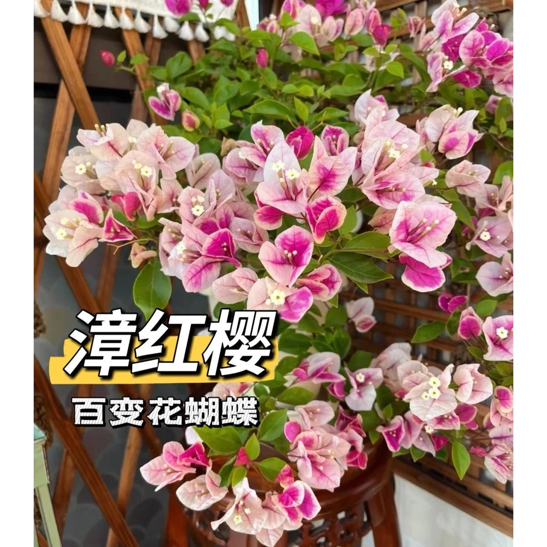 漳红樱三角梅老桩百变花蝴蝶盆栽带花大苗庭院阳台花卉复色多色花