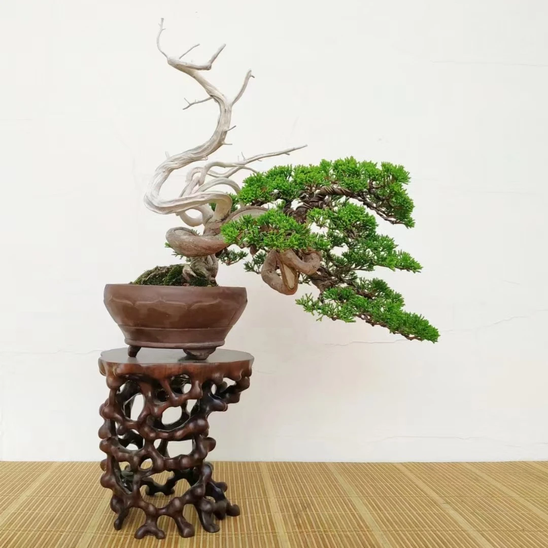 【一物一拍】黑松长寿梅黄杨真柏大中小盆栽花园植物别墅造型盆景