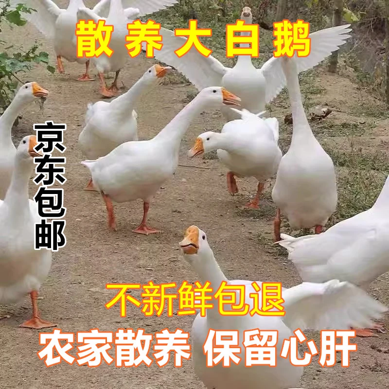 京东包邮 买1只送1只散养大白鹅宰杀带内脏【除舌珍】总重9-10斤