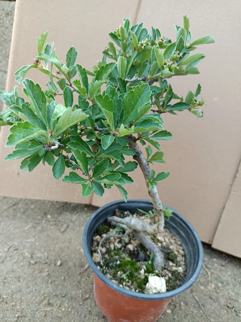 小叶山里红也山楂