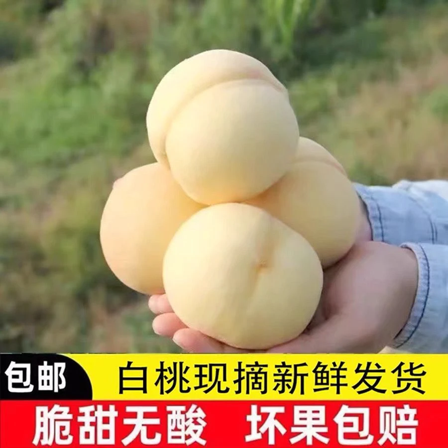 白桃网红大白桃子水果新鲜爆甜应季白如玉白大毛桃冬桃整箱