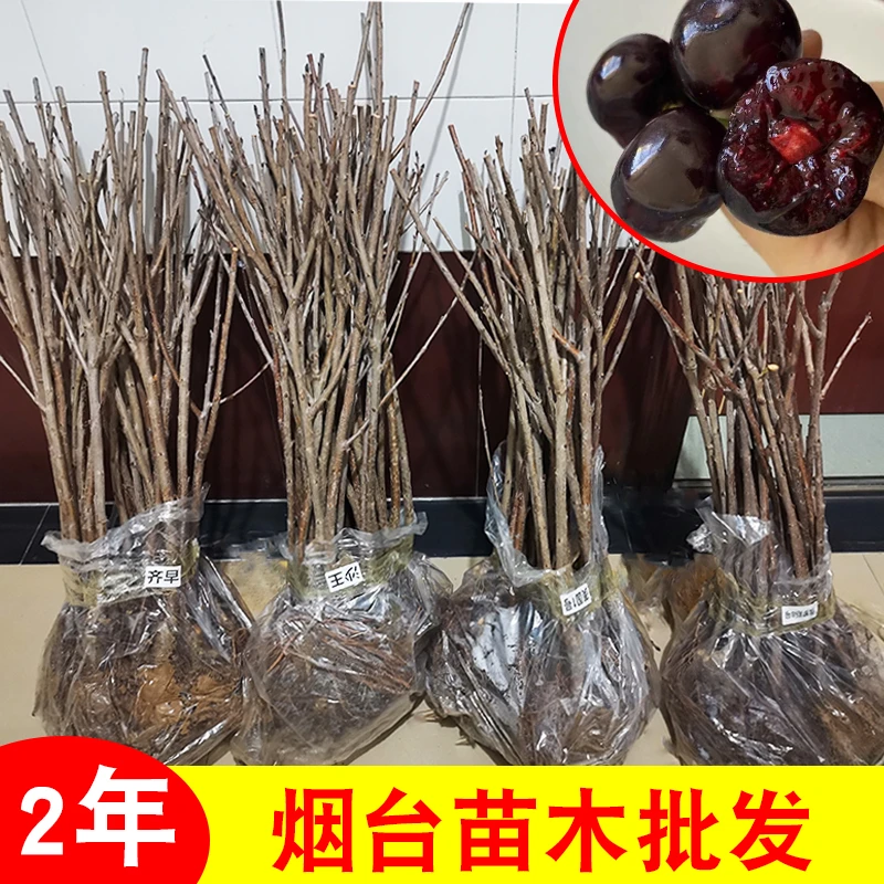 10棵190元小苗车厘子树苗烟台大樱桃树嫁接树苗盆栽地栽矮化果树