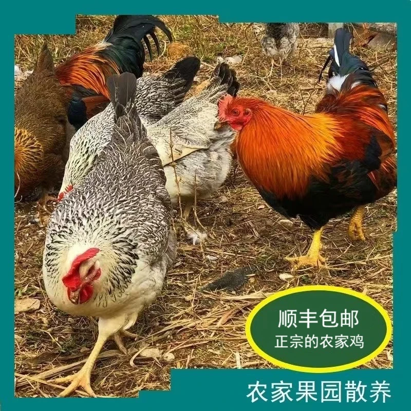 【鸡类】称重改价链接1