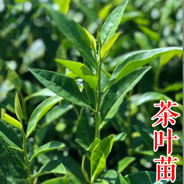 茶叶苗南方种植龙井茶叶树苗安吉白茶茶叶苗花卉铁观音茶树苗绿茶