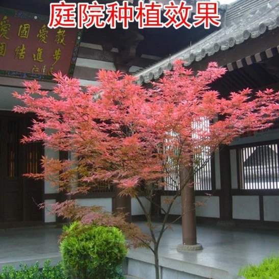 红枫树苗盆栽日本红枫中国红四季红庭院盆栽红枫红舞姬红枫盆景苗