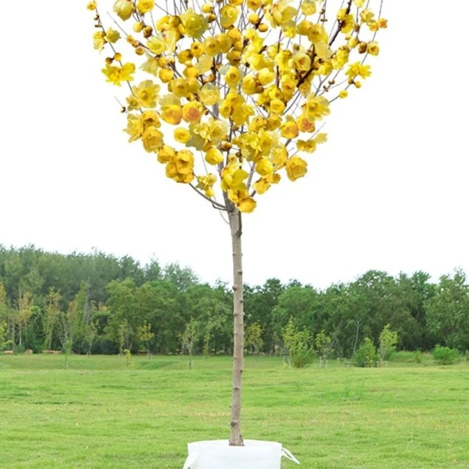 红梅花树苗腊梅花树苗盆栽庭院地栽浓香四季花卉植物骨里红盆景