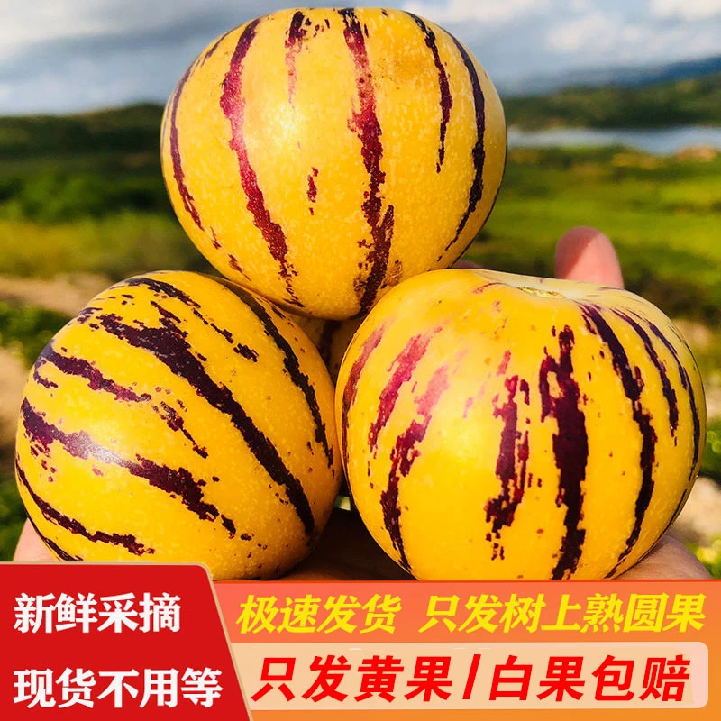 【真正树上熟】云南石林树熟人参果成熟爆汁清香清甜圆果多汁爽口