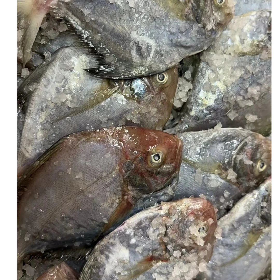 乌枪鱼撒薄盐乌鲳鱼,配煤配饭一绝!