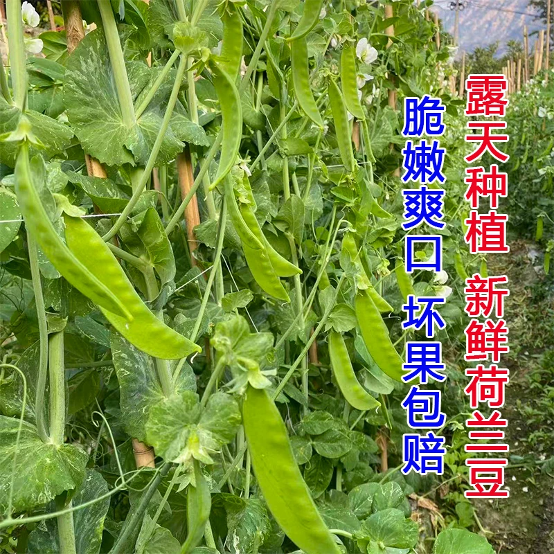 露天种植荷兰豆新鲜现摘脆嫩香甜青豆荚蔬菜净重1/3/5斤豌豆角