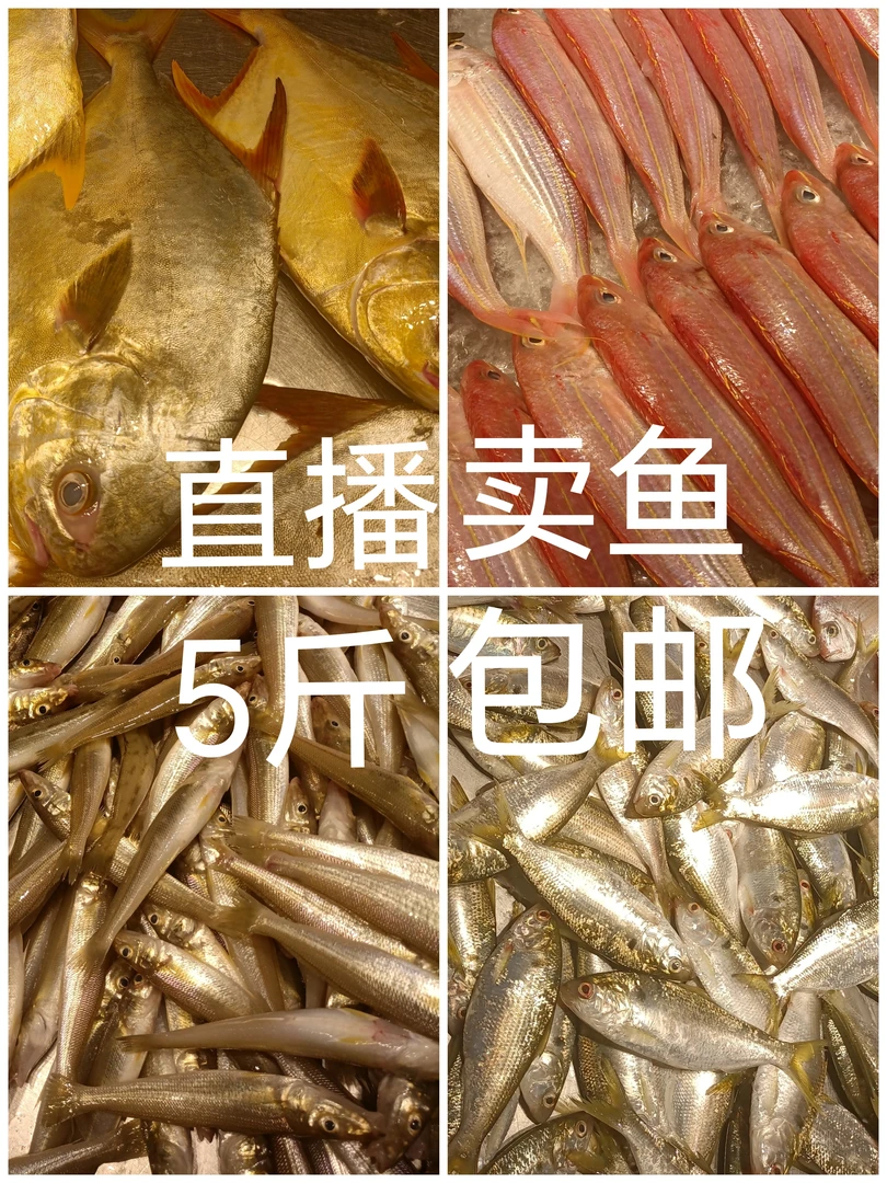(开海专用)海捕杂鱼专用链接 5斤包邮 以当天实际购买商品为准