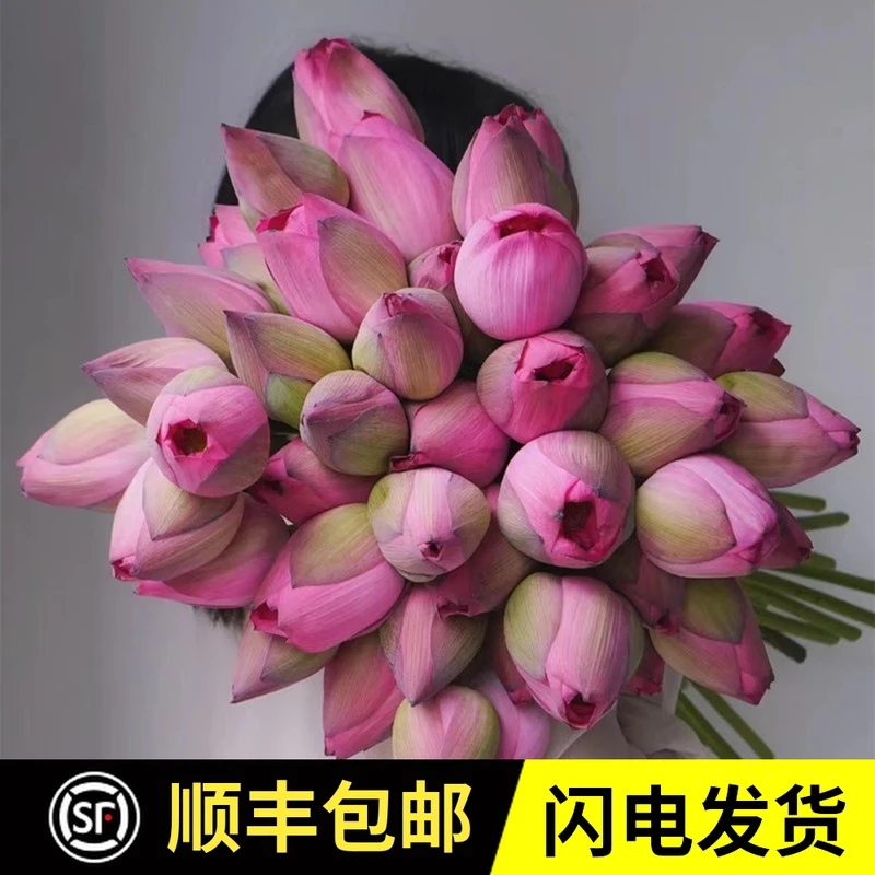 重瓣荷花鲜花莲蓬鲜花云南鲜花应季鲜花水养花家庭办公室插花顺丰