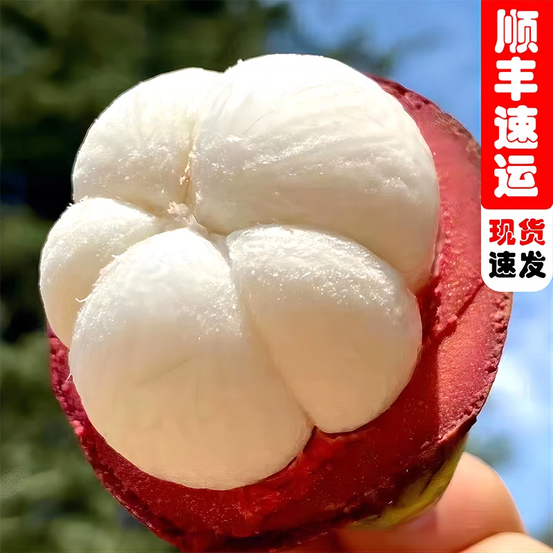 2【顺丰冷链】泰国山竹3/5斤进口水果新鲜发货清甜爽口白嫩食用