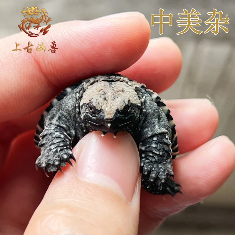 中美杂中美拟鳄纯佛爆刺粗须凶猛拟鳄之王活体中佛杂宠物观赏龟