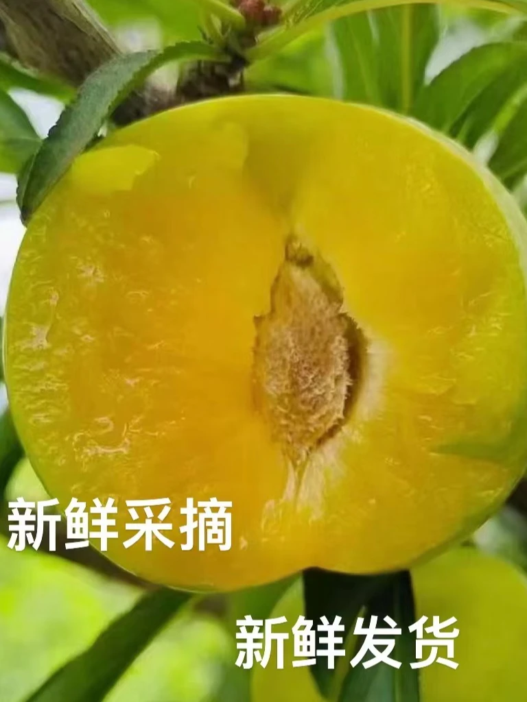 【顺丰包邮】贵州新鲜采摘蜂糖李脆李当季新鲜水果中果大果