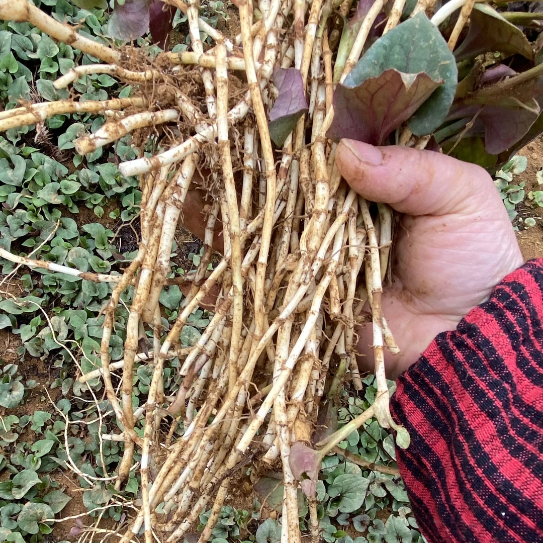 贵州特产折耳根新鲜鱼腥草嫩节凉拌折耳根猫耳朵新鲜采摘带泥发货