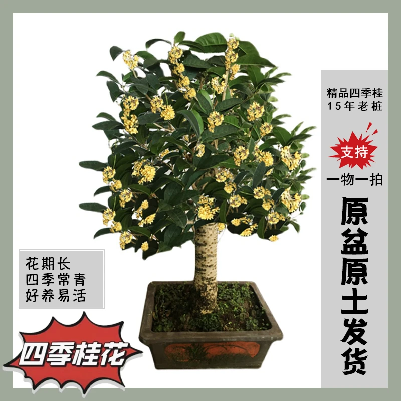 精品四季桂品种老桩盆栽花期长室内阳台室外庭院地栽四季常青包邮
