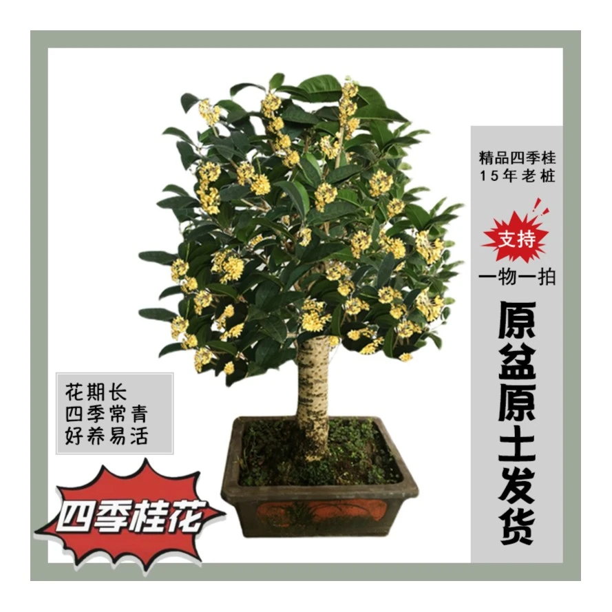基地发精品四季桂老桩大型盆景四季开花庭院室内室外养护简单带土