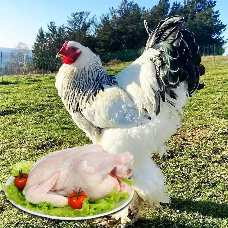 半斤婆罗门鸡 肉质鲜美