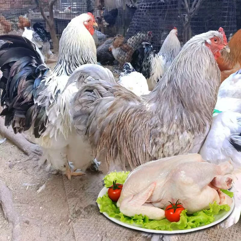 一斤左右婆罗门鸡 肉质鲜美