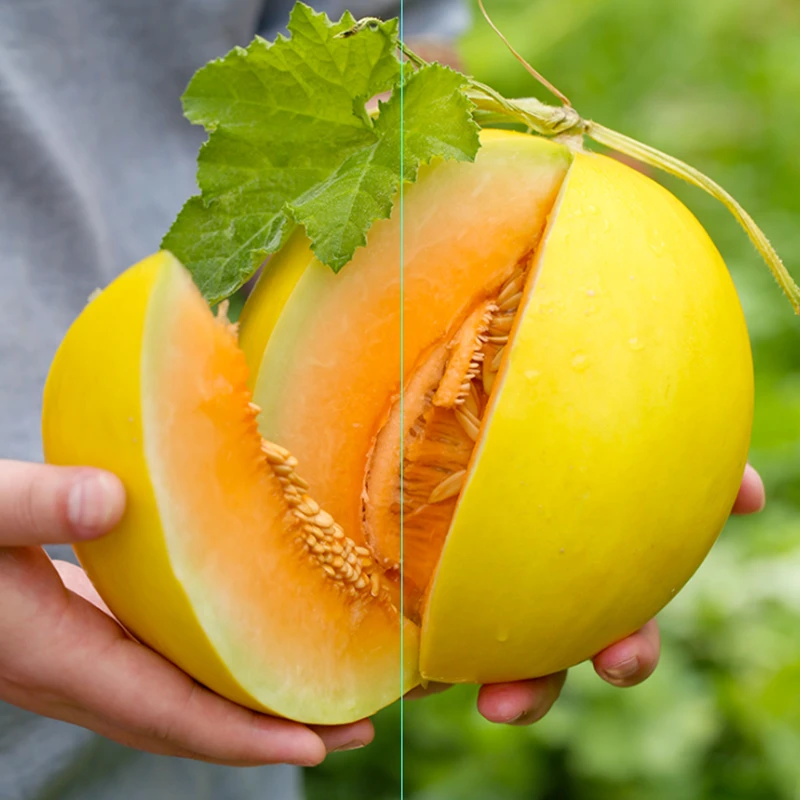 甘肃民勤新鲜沙漠黄河蜜瓜5/6/8斤，脆甜爽口，产地直发坏瓜包赔