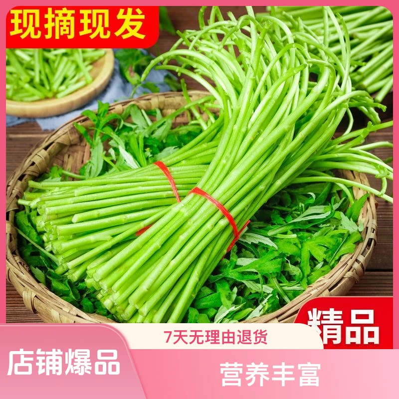 【顺丰包邮】苏北头茬农家新鲜芦蒿藜蒿去老根去叶现摘现发二斤包邮