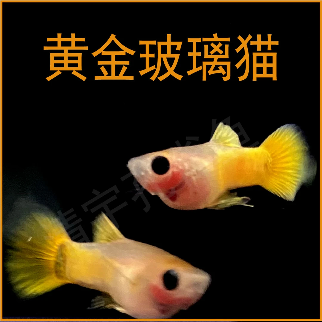 黄金玻璃猫孔雀鱼（入缸不包损）