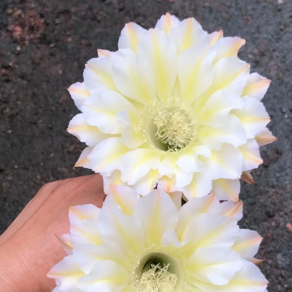 开花仙人球一物一拍